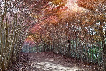 ドウダンツツジのトンネル
