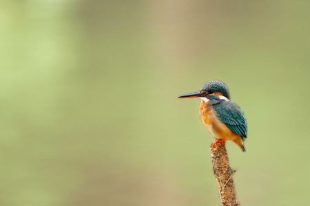 うとうとするカワセミさん