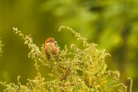モズのモグモグタイム