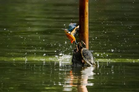 いっしょに水浴び