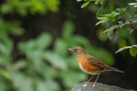 休憩中のアカハラ