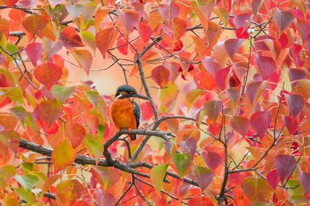 紅葉とカワセミさん