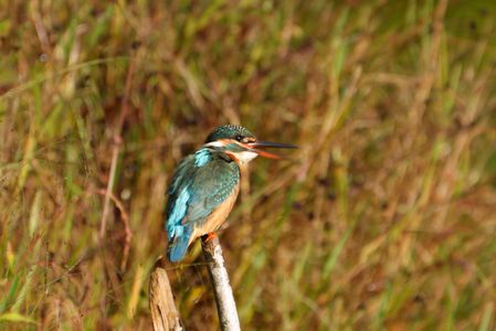 チラ見のカワセミさん