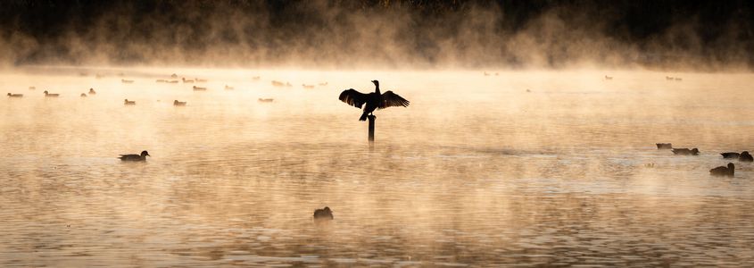 カワウのリサイタル