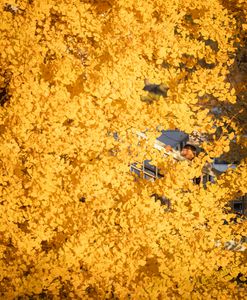 黄色に埋もれる