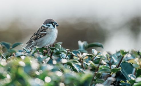 うっとり顔のちゅん子🐧