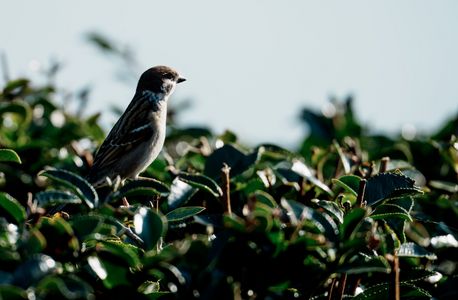小さな小さな哲学者