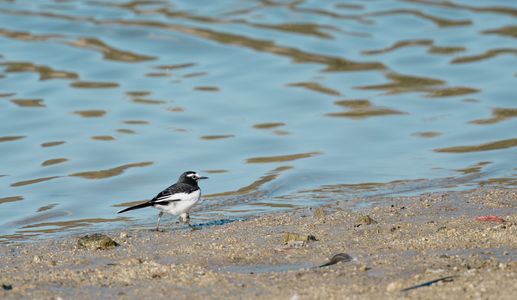 湖畔を楽しくお散歩