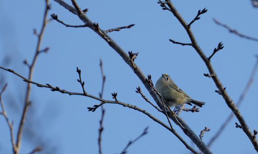 キクイタダキちゃん