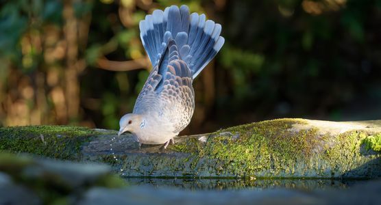 やっぱお水は美味しいなー