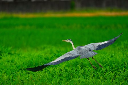 アオサギ飛翔