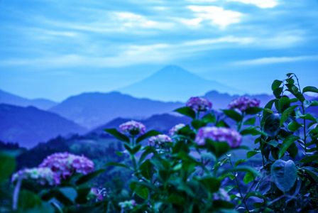 今日の富士山　紫陽花