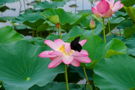 蓮とクロアゲハ