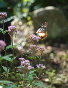 アサギマダラ飛来