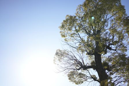 神社の大きな木