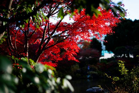 緑の隙間から🍁