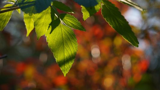 木漏れ日のなかで