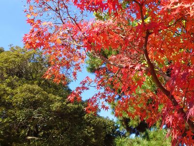 公園の紅葉など