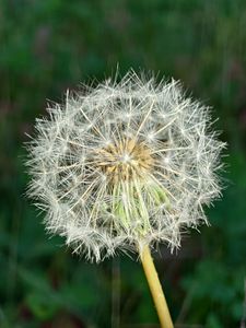 タンポポの綿毛　花火のようです！