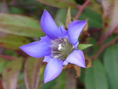 リンドウがきれいに咲いていました。　りんどう湖ファミリー牧場