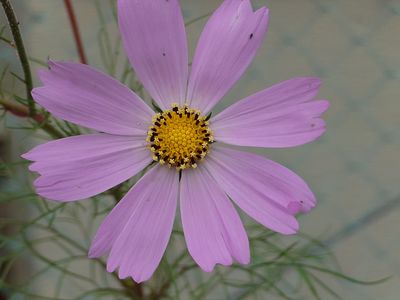 コスモスの花　五角形の種？