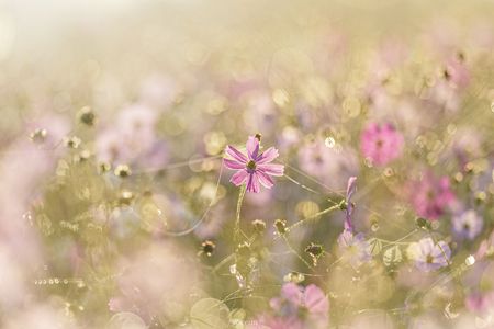 雨上がりの朝に