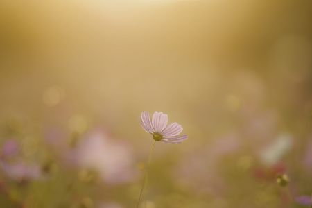 夕暮れに咲く…