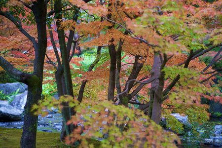 白鳥庭園の紅葉