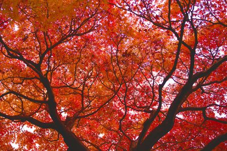 白鳥庭園の紅葉
