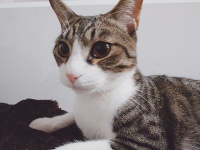 君はイカイカイカイカイカイカイカイカ♪