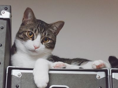 あら、いらっしゃい。ゆっくりしてって。