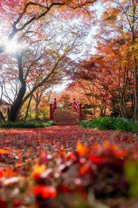 矢祭山公園の月見橋