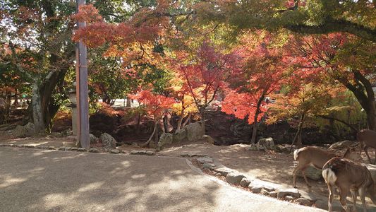奈良公園の紅葉と鹿
