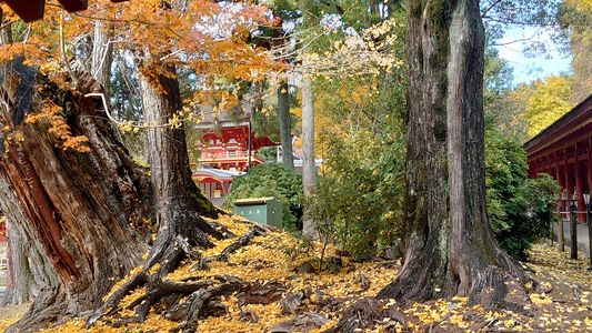 春日大社と紅葉