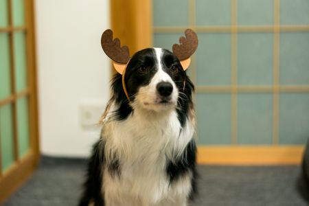 -サンタの季節がやってくる-