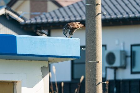 -ノスリの補食-