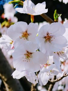 みよしのさくら　#フラワー2025#