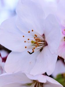 春の生命　#フラワー2025#