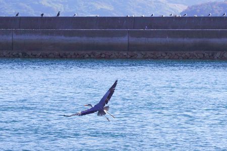 港の鷺