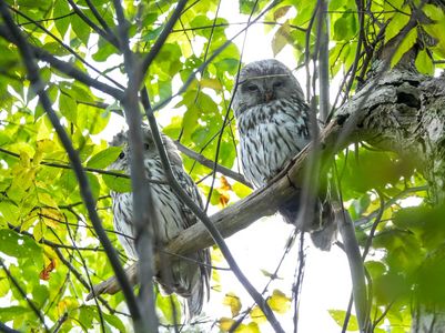 ミネルバの梟も昼間は眠い