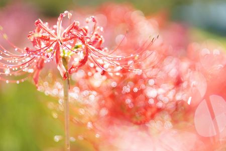 曼珠沙華：天界に咲く花