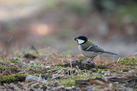 食べられるかな？