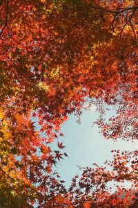 紅葉のフレーム