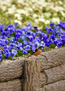 ジョウビタキ！