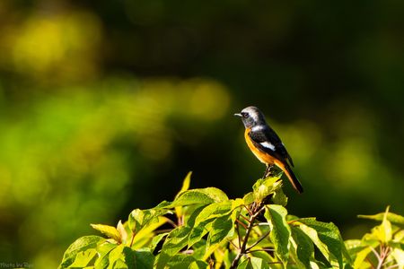 藤田嗣治似のジョウビタキ