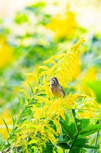 闇に落ちるホオジロ