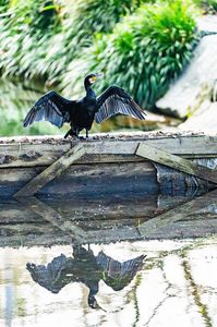 カワウアンチノミー