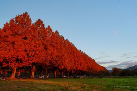 朝日に照らされるメタセコイア並木