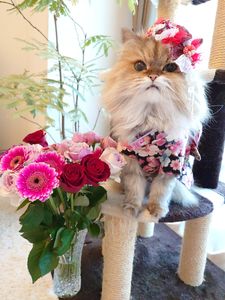 おめでとにゃー