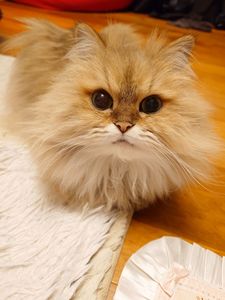 おててないない